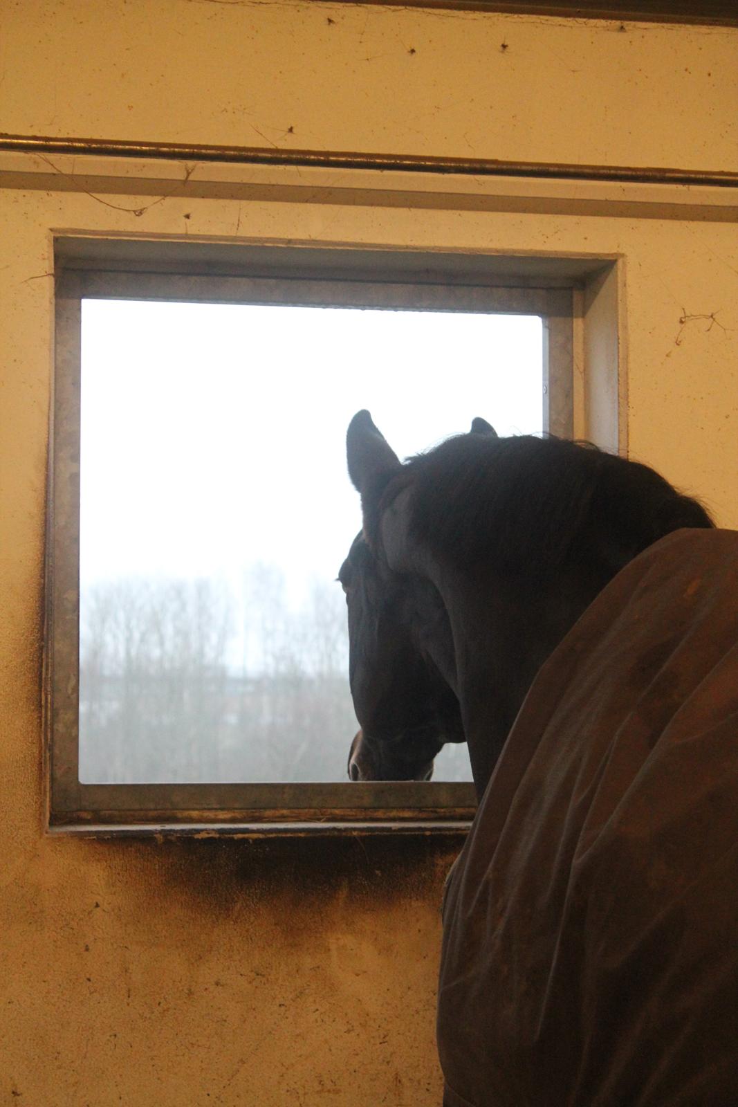 Trakehner Lancelot - Vi kigger ud på den store verden billede 8