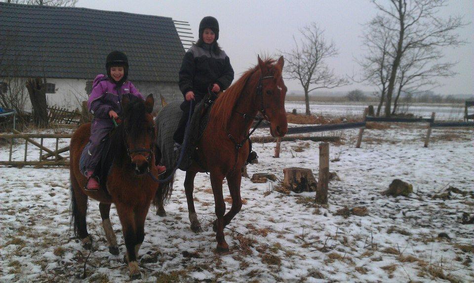 Anden særlig race Cesse (jenny) billede 5