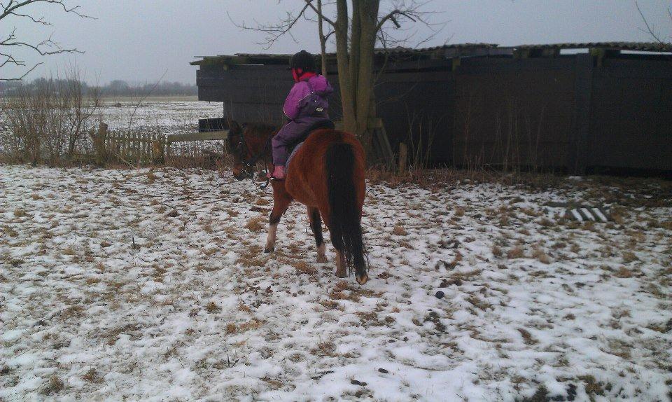 Anden særlig race Cesse (jenny) billede 6