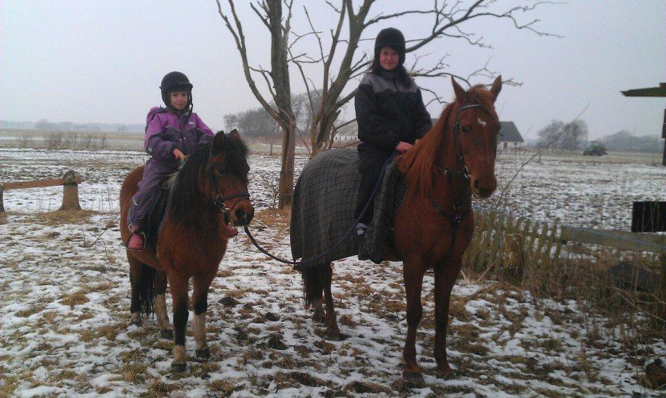Anden særlig race Cesse (jenny) billede 7