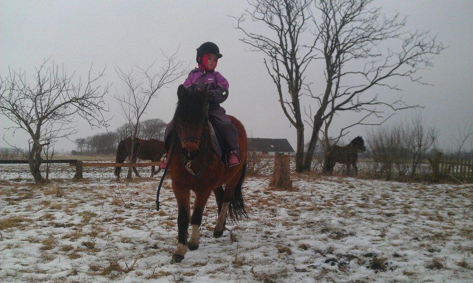 Anden særlig race Cesse (jenny) billede 8