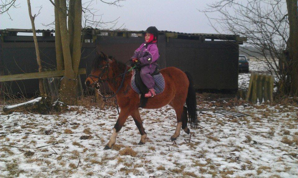 Anden særlig race Cesse (jenny) billede 9