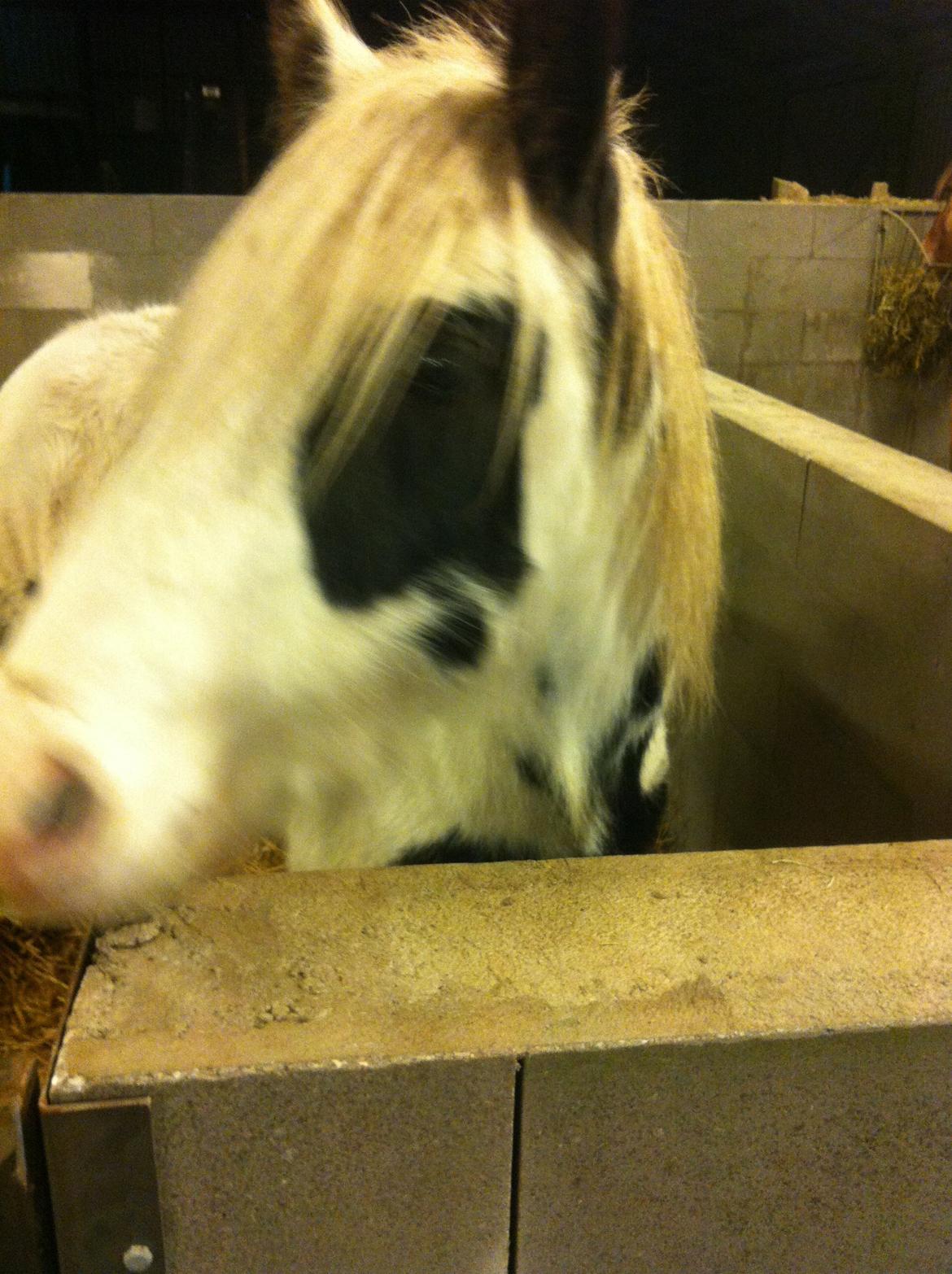 Irish Cob Ni¨no billede 2