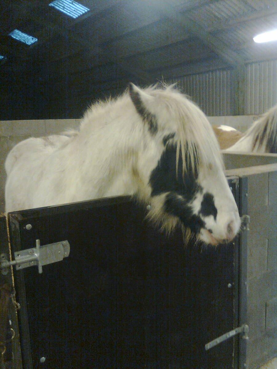 Irish Cob Ni¨no billede 3