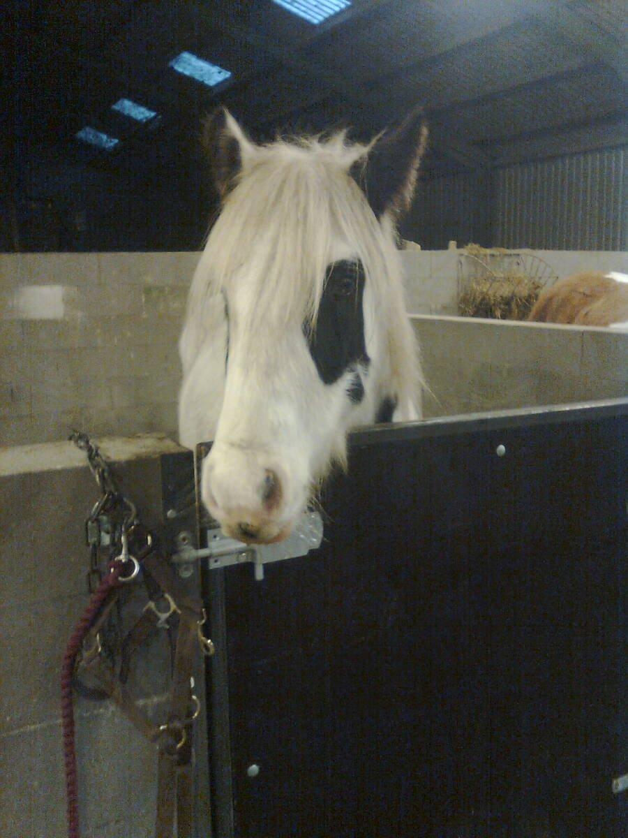 Irish Cob Ni¨no billede 4