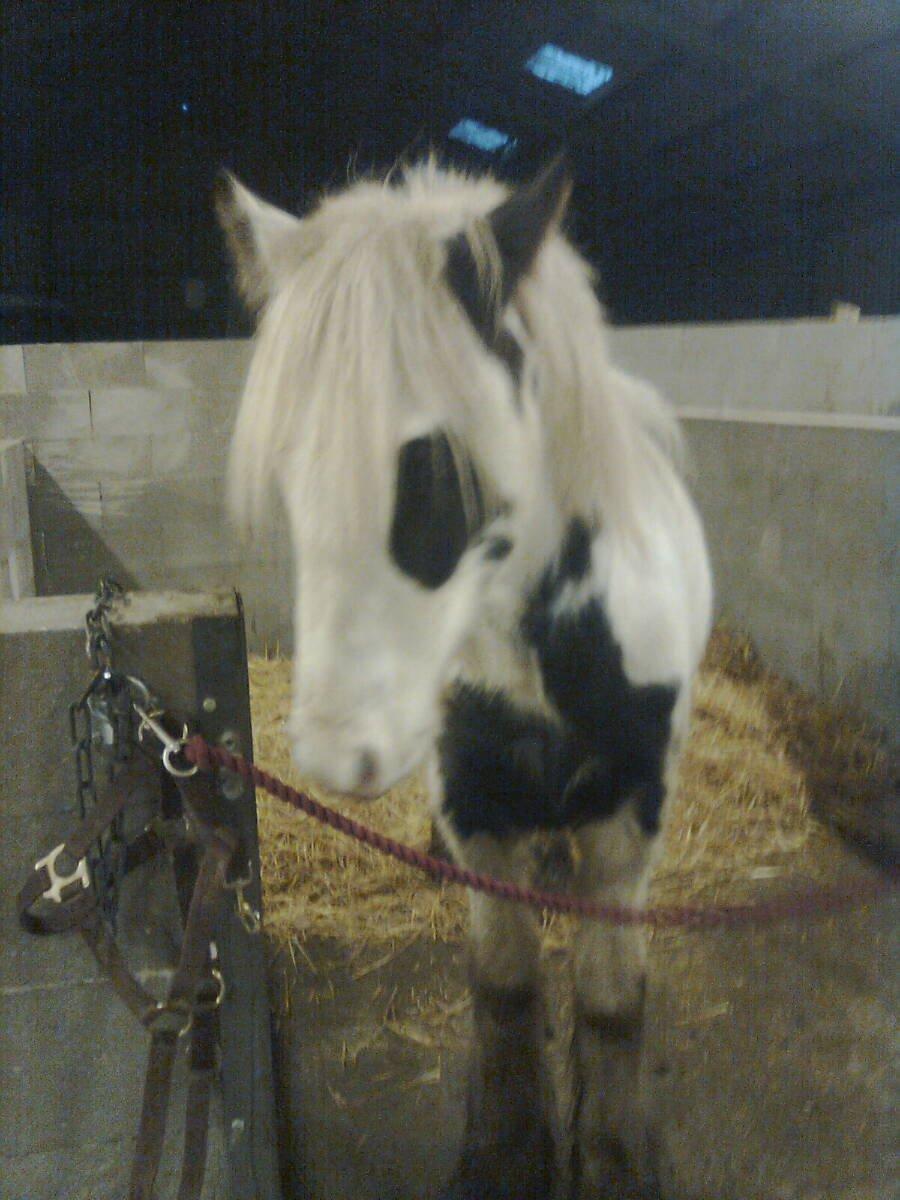Irish Cob Ni¨no billede 5