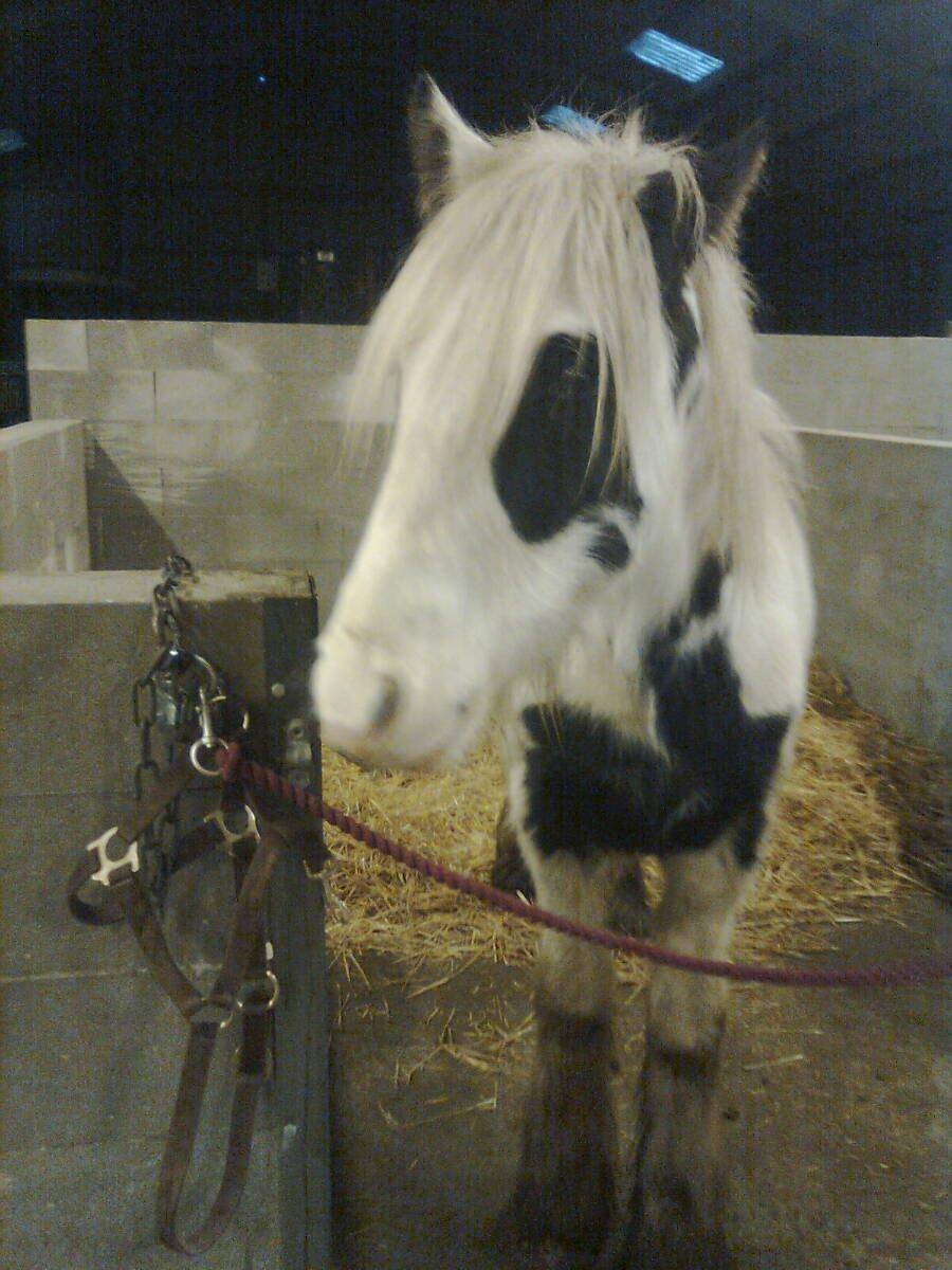 Irish Cob Ni¨no billede 6
