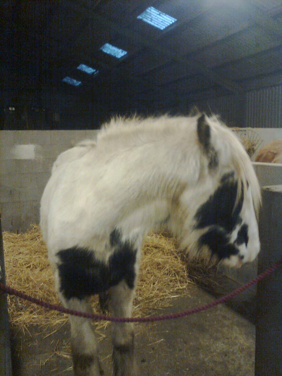 Irish Cob Ni¨no billede 7