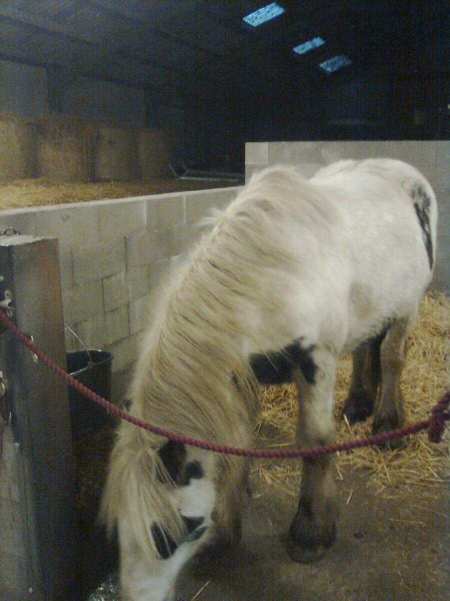 Irish Cob Ni¨no billede 8