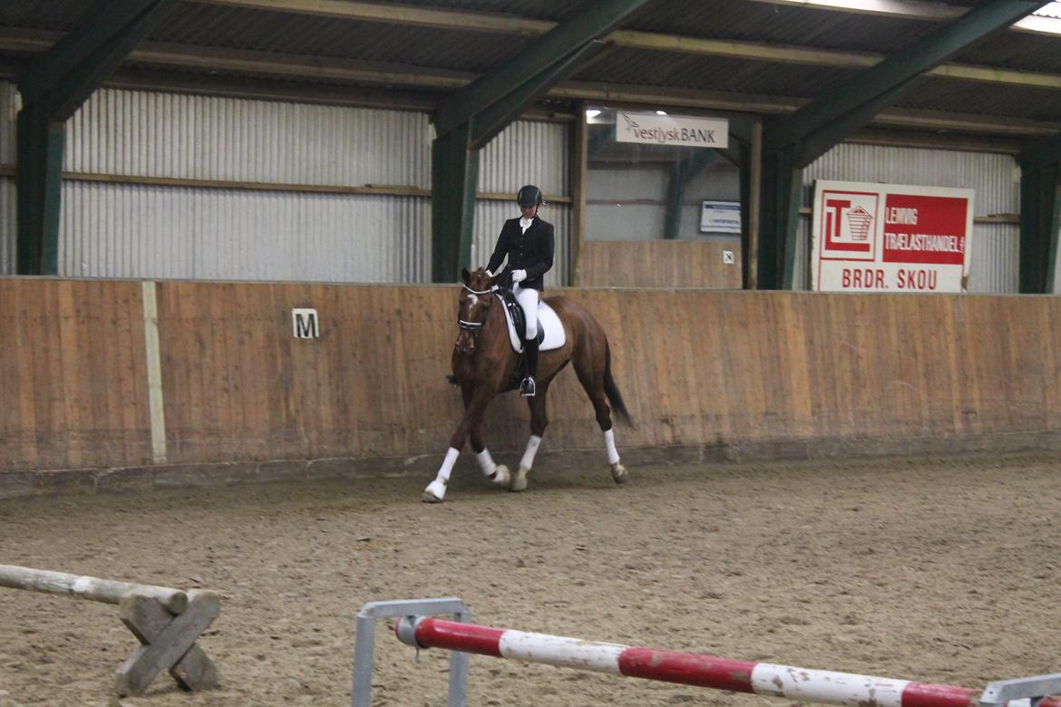 Dansk Varmblod Ça va? - Klubstævne i Rom billede 9