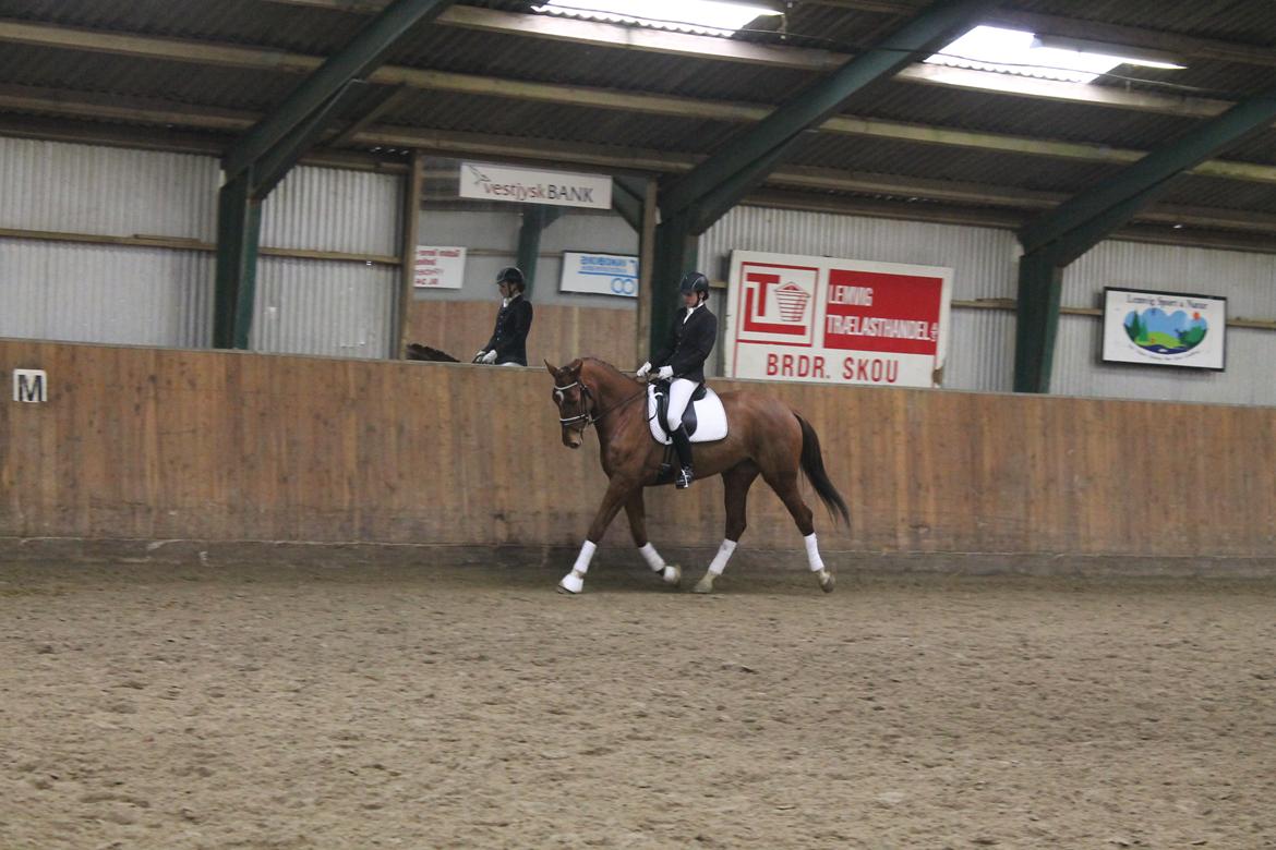 Dansk Varmblod Ça va? - Dyb koncentration :) billede 10