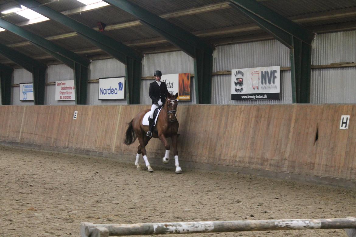 Dansk Varmblod Ça va? - At holde galoppen :) billede 11