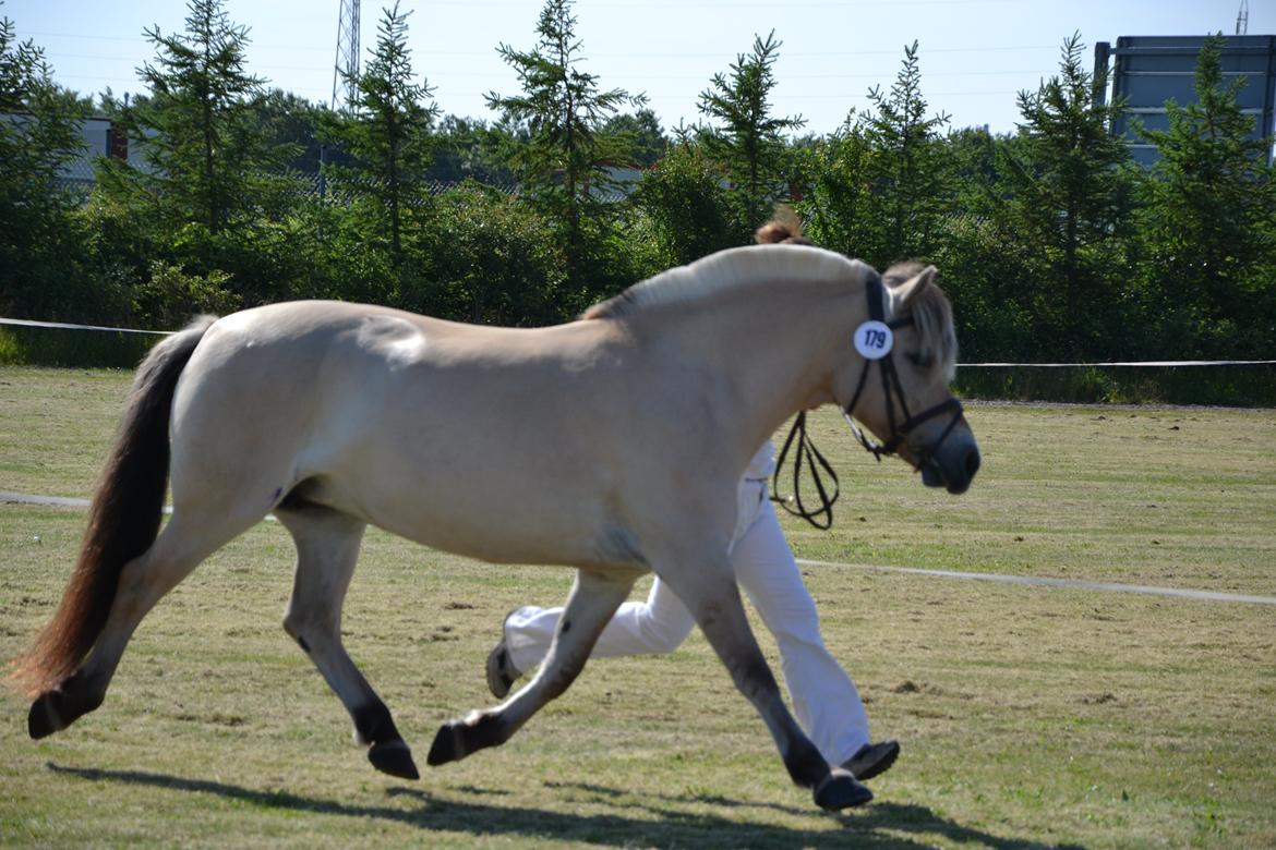 Fjordhest Mosegårdens Bine - Landsskue 2012 billede 16