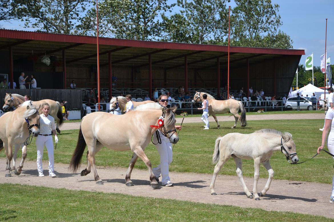 Fjordhest Mosegårdens Bine - Landsskue 2012 billede 17