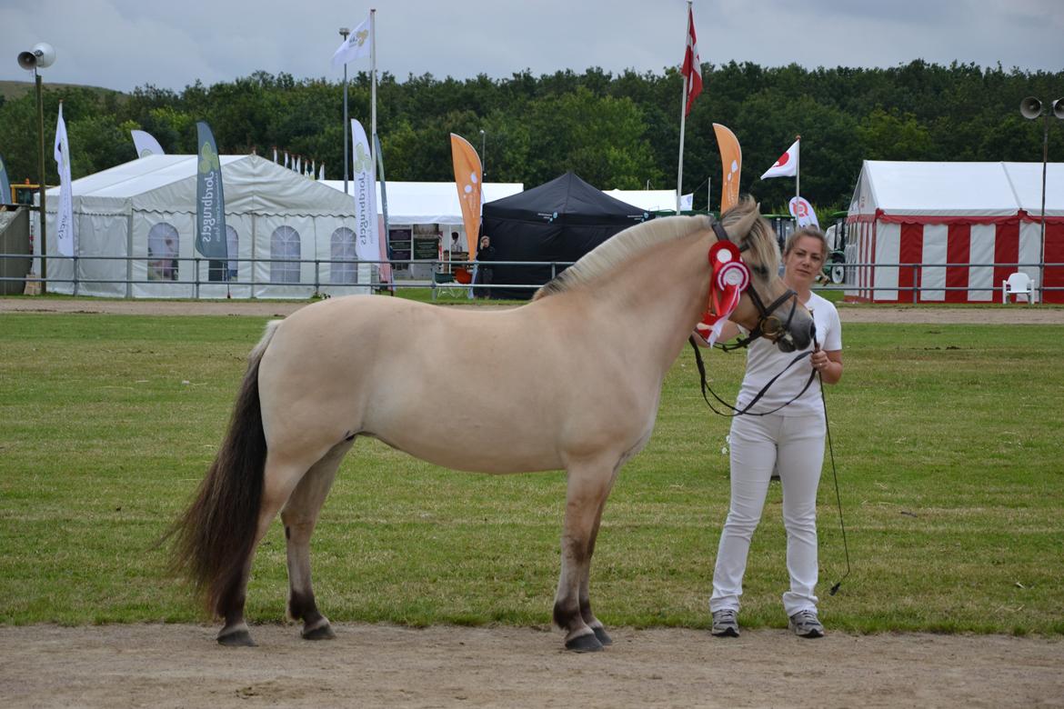 Fjordhest Mosegårdens Bine billede 18