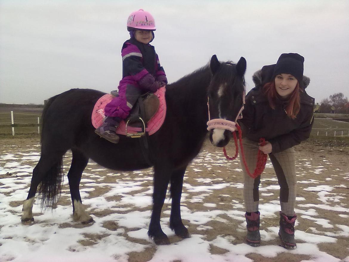 Welsh Mountain (sec A) Rosengårdens Pil - frida 3år og lille søs kamilla billede 6