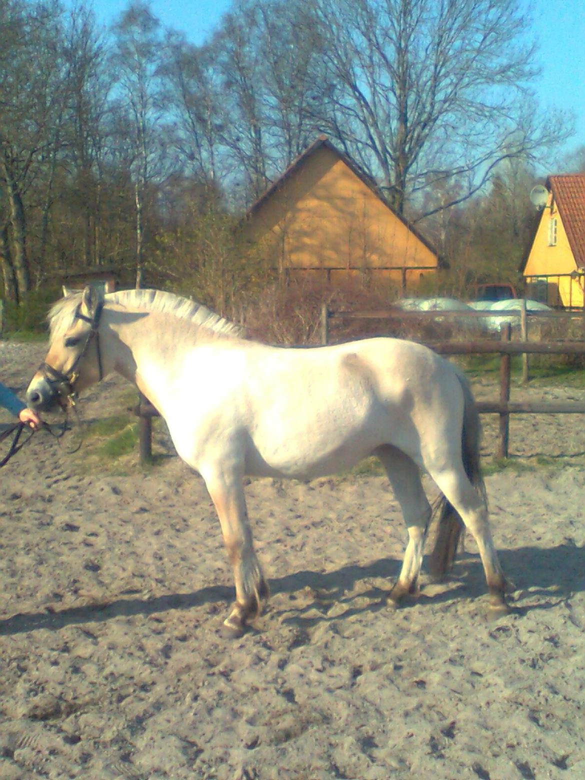 Fjordhest Thrane's Anemone - marts 2012 billede 10