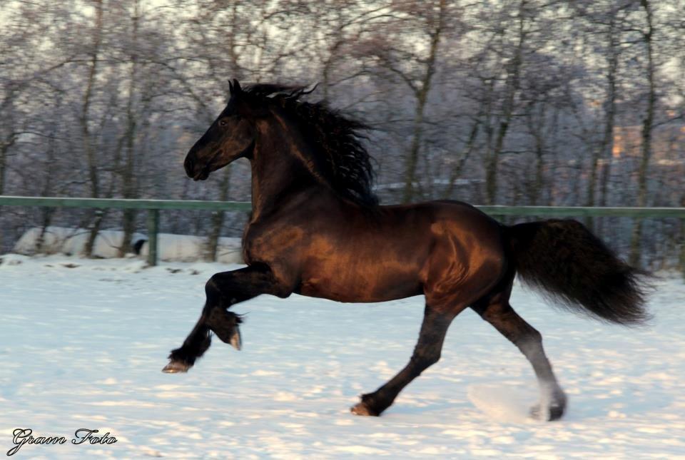 Frieser Jelco van Buren billede 1