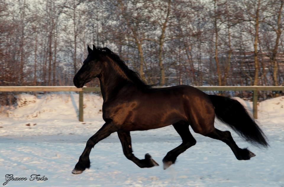 Frieser Jelco van Buren billede 14