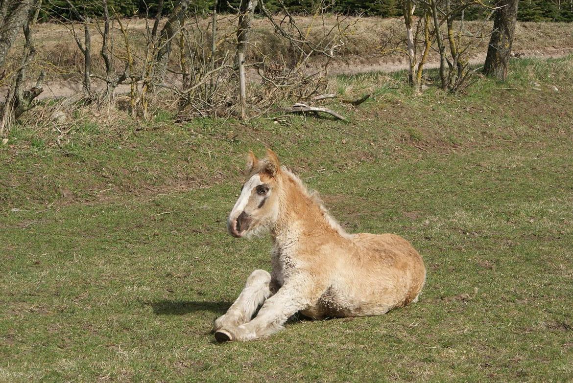 Jyde mikkel (avl) billede 11