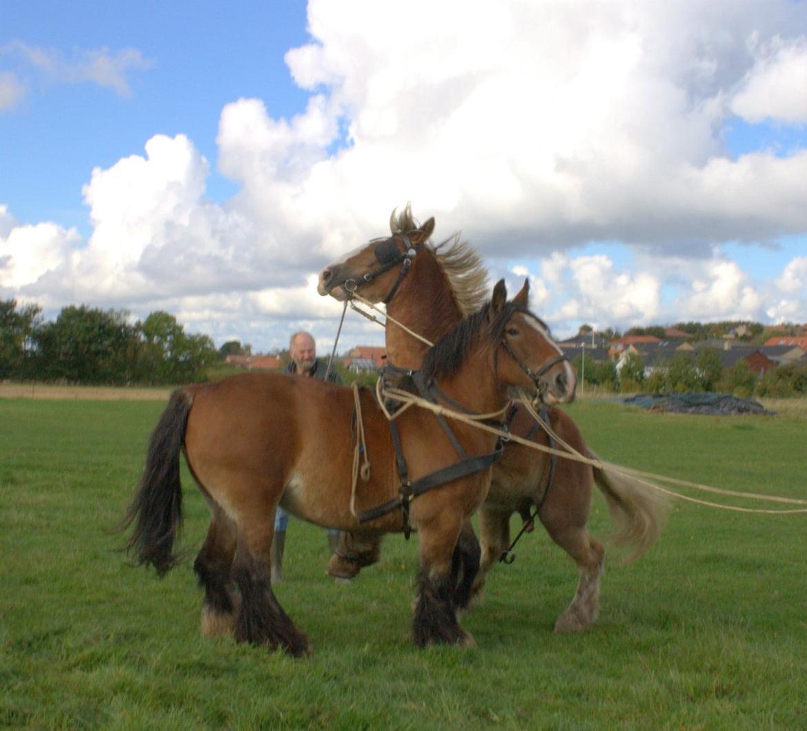Jyde mikkel (avl) - vi blev lige forskrækket oppe til tilkørsel i nibe ;) billede 4