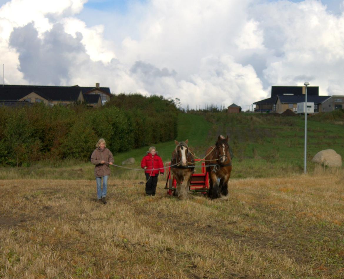 Jyde mikkel (avl) billede 6