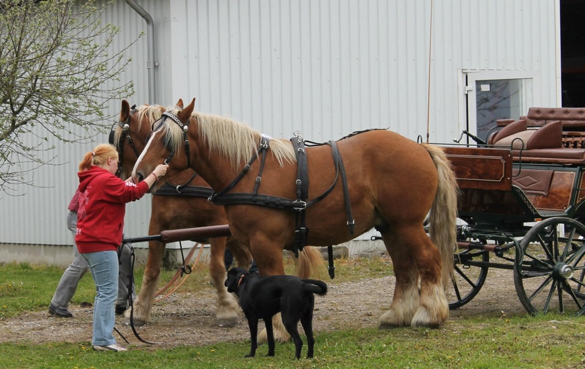 Jyde Emil &min hypper& billede 18