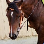 Quarter Pine Del Cielo (Olga)