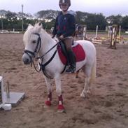 Anden særlig race Hermann