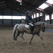Welsh Pony (sec B) Låddenhøjs Medina