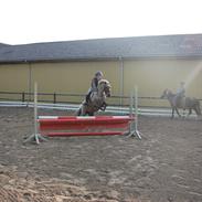 Welsh Pony (sec B) Låddenhøjs Medina