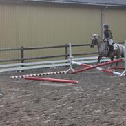 Welsh Pony (sec B) Låddenhøjs Medina