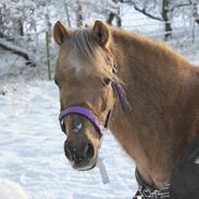Welsh Pony (sec B) Låddenhøjs Medina