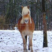 Tyroler Haflinger Alwina Stenbek