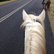 Welsh Pony (sec B) Lintello Gratitude