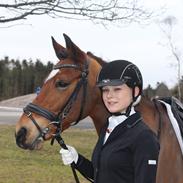 Anden særlig race Casido *B-PONY*SOLGT*