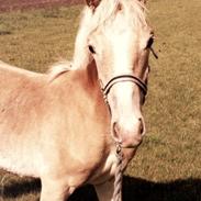 Haflinger Alabama af Åtte Bjerge