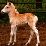 Haflinger Alabama af Åtte Bjerge