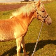 Haflinger Alabama af Åtte Bjerge