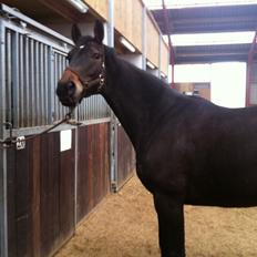 Dansk Varmblod Østerhyldigs Snowdancer