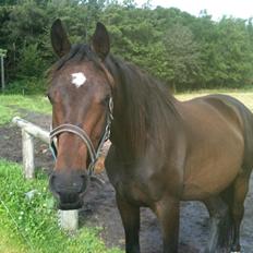 Dansk Varmblod San Diego