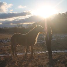 Haflinger Harald •R.I.P• [Tidl. part]