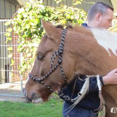 Anden særlig race Scirocco