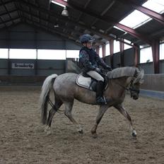 Welsh Pony (sec B) Låddenhøjs Medina
