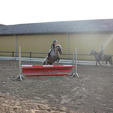 Welsh Pony (sec B) Låddenhøjs Medina