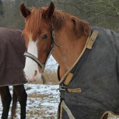 Welsh Cob (sec D) Okali D'alloue * Drømme ponyen*