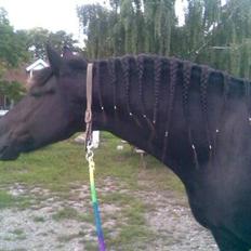 Anden særlig race Marlot -solgt