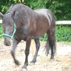Anden særlig race Marlot -solgt