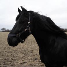 Anden særlig race Marlot -solgt