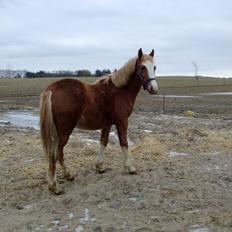 Welsh Cob (sec D) Bymosegaards Gigant